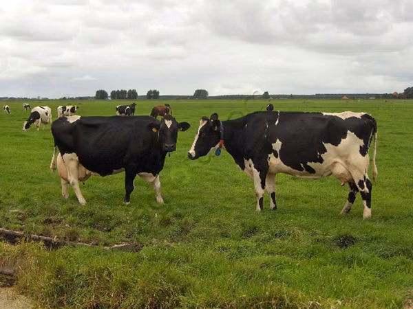 Kuh, Holstein-Rasse — Russland