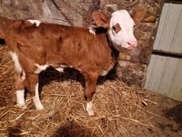 Rinder (Partie, Geschlecht nicht angegeben), Simmental cattle — Foto 5