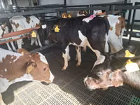 Bulle, Simmental cattle — Foto 3