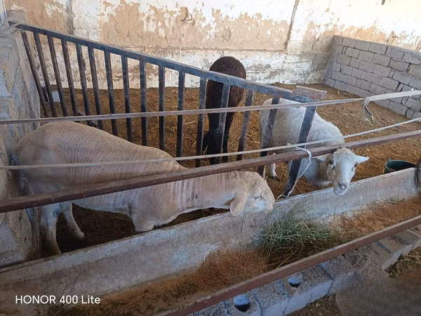 Хонь, Merino sheep