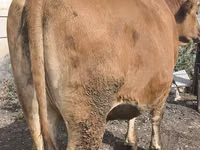 母牛, Cattle — 照片 5