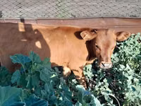 Toro, Ganado vacuno — foto 3