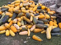 Продаю тыкву для животных — फ़ोटो 1