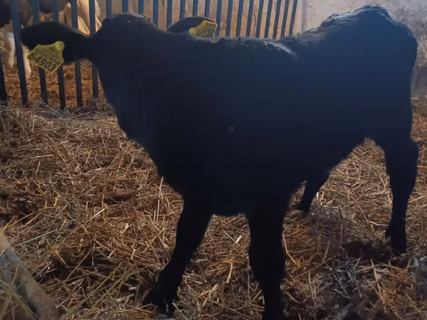 Cow, Limousin cow