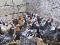 Chickens — 照片 3