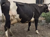 母牛, Russian Black pied cattle — 照片 8