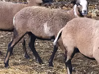 Sheep, Cameroon sheep — photo 3