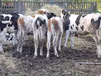 Kuh, Simmental cattle — Foto 3