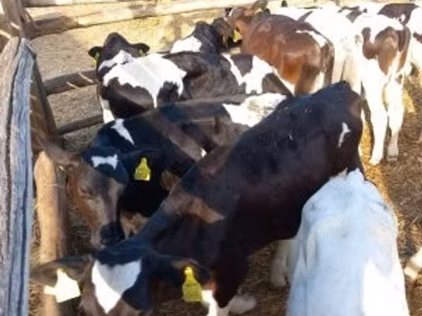 Bull, Cattle