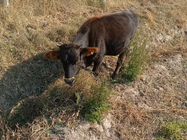 母牛, Aberdeen-Angus
