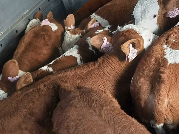 Bulle, Simmental cattle