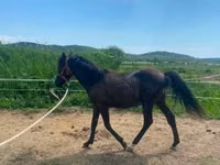Caballo, Hucul pony — foto 4