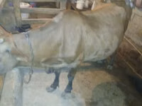 Cow, Wild yak — photo 4
