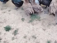 Ducks — फ़ोटो 3