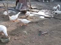 Geese — 2 зураг