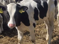 Bulle, Russian Black pied cattle — Foto 6