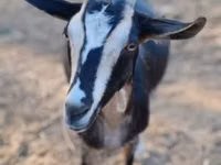 Ямаа, Toggenburg goat — 2 зураг