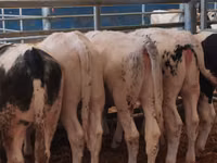 मवेशी (लॉट, लिंग निर्दिष्ट नहीं), Simmental cattle — फ़ोटो 2