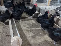 Australorp — Foto 3