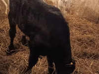 Bulle, Simmental cattle — Foto 7