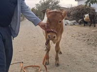 母牛, Simmental cattle — 照片 5