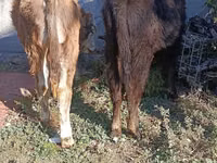 सांड, Simmental cattle — फ़ोटो 8