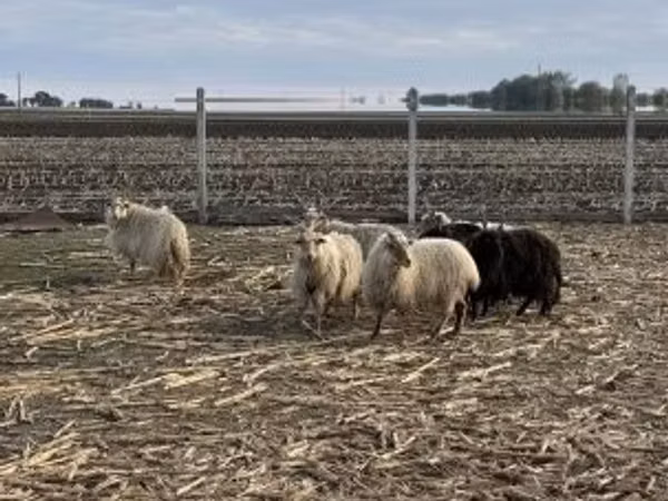 Sheep, Racka sheep