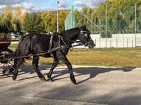 Caballo, Caballos — foto 6