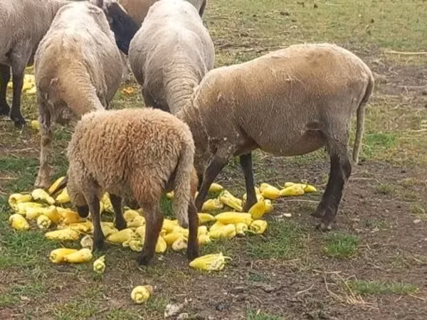 Carnero, Tsigai sheep