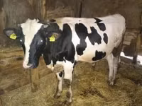 Toro, Simmental cattle — foto 2