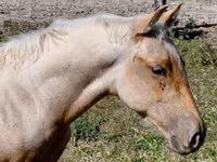 घोड़ा, Quarter Horse — फ़ोटो 6