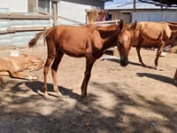 حصان, Kazakh horse — الصورة 2