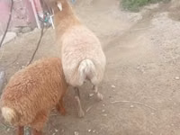 نعجة, الأغنام — الصورة 6