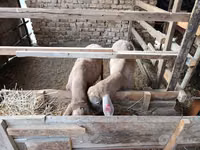 Schafe (Partie, Geschlecht nicht angegeben), Blackheaded Persian sheep — Foto 4