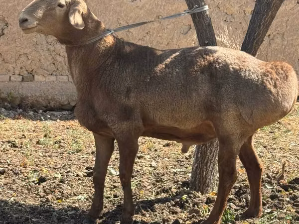 كبش, Arashan sheep