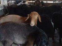 تيس, Boer goat — الصورة 4