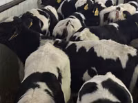मवेशी (लॉट, लिंग निर्दिष्ट नहीं), Simmental cattle — फ़ोटो 4