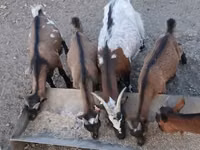 Ямааны ухна, Pomellata goat — 3 зураг