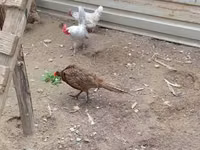 Chickens — Foto 2