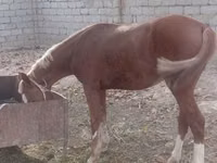 خيول (دفعة، الجنس غير محدد), الخيول — الصورة 4