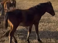 حصان, Mugalzhar horse — الصورة 2