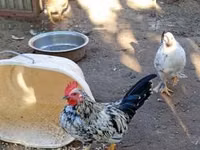 Chickens — 照片 2