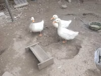 Deutscher Pekin — Foto 5