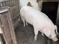 मादा सूअर — फ़ोटो 6