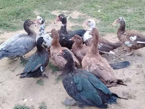 Ducks