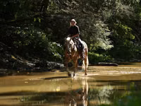 Caballo, Quarter Horse — foto 2