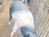 मादा सूअर, सूअर — फ़ोटो 2