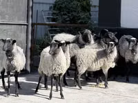 نعجة, Romanov sheep — الصورة 1
