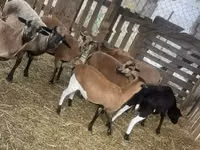 كبش, Cameroon sheep — الصورة 3