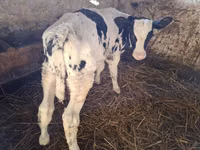 ثور, Russian Black pied cattle — الصورة 1
